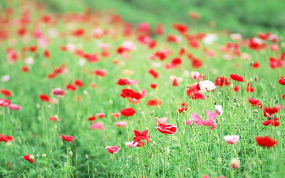 Japanese Spring Poppies Field Calm Scenery