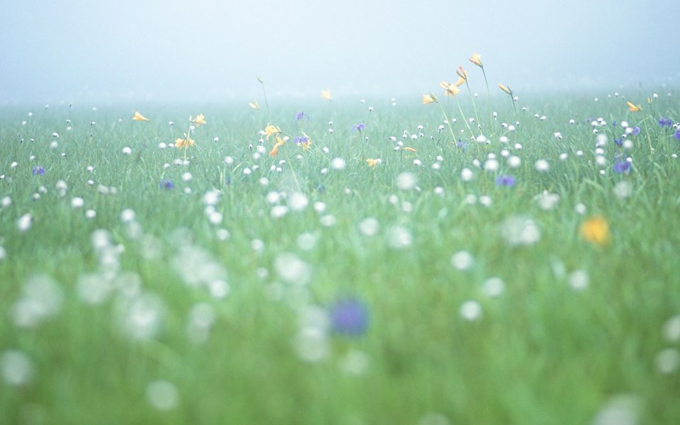 Misty Flower Field Japan Miyazaki