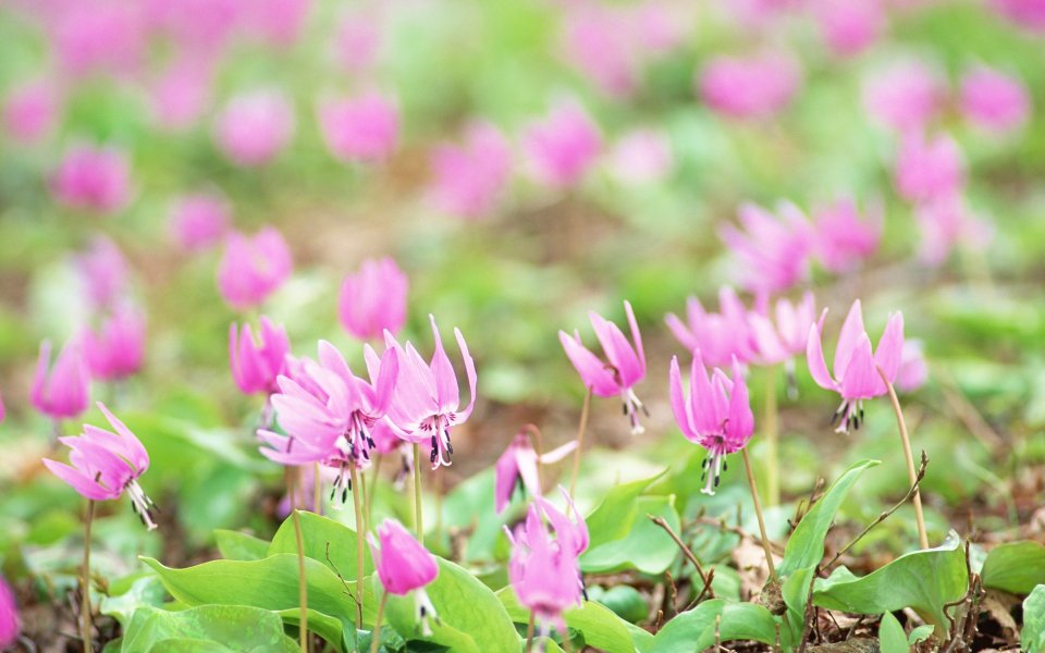 Japanese Spring Pig Tooth Flowers