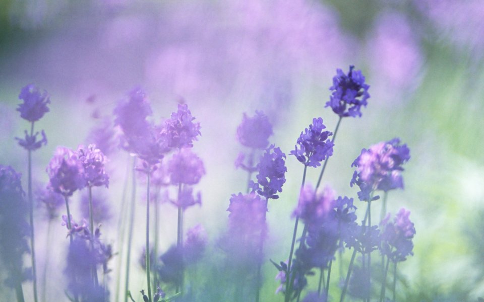 Soft Focus Lavender Field Purple Romance Dreamy Light