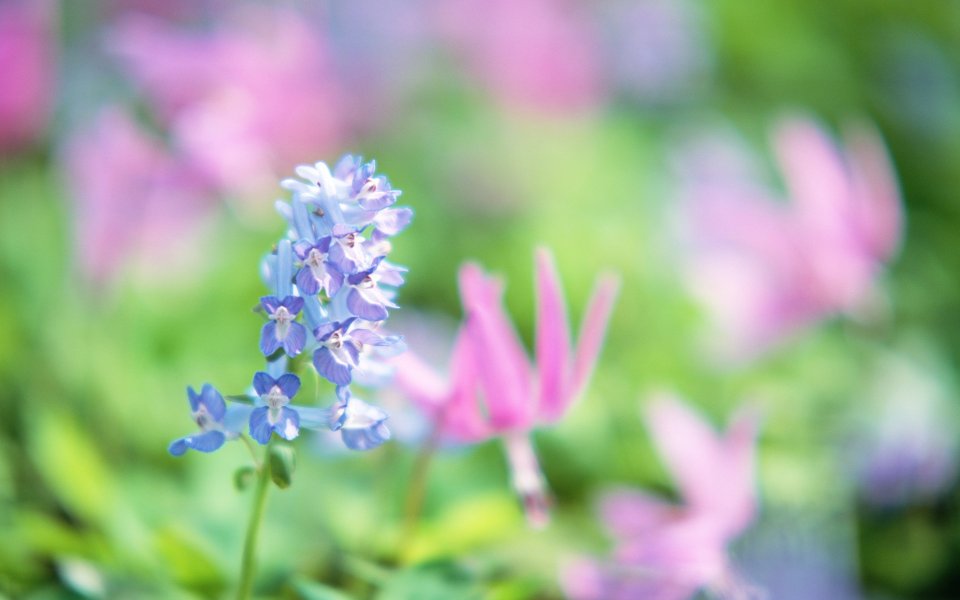 Japanese Spring Blue Pink Flowers Meiko