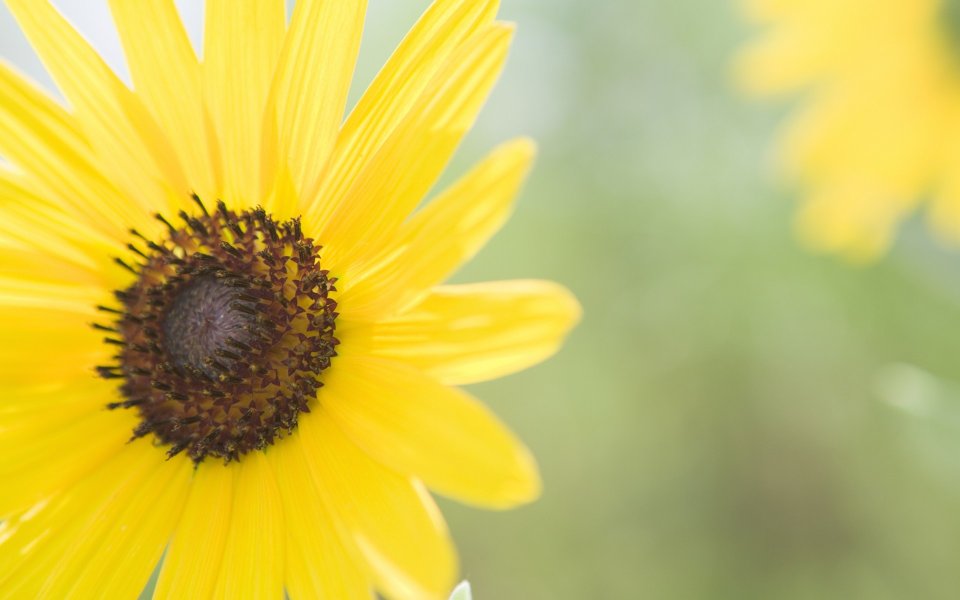 Close Up Of Bright Sunflower Macro Focus