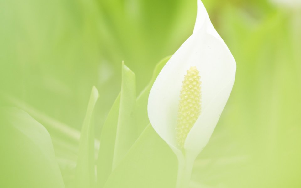 Close Up Of White Arrowhead Plant In Gentle Green Light