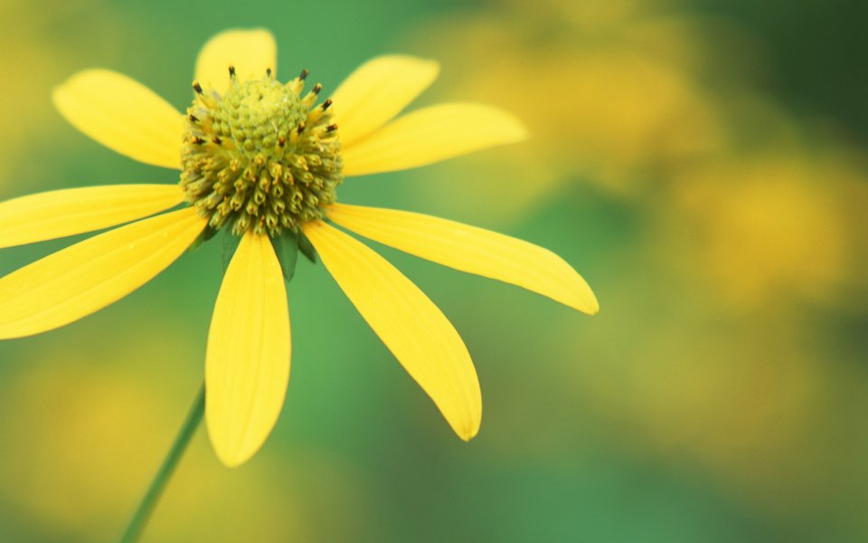 Yellow Eyed Coneflower Macro Photography
