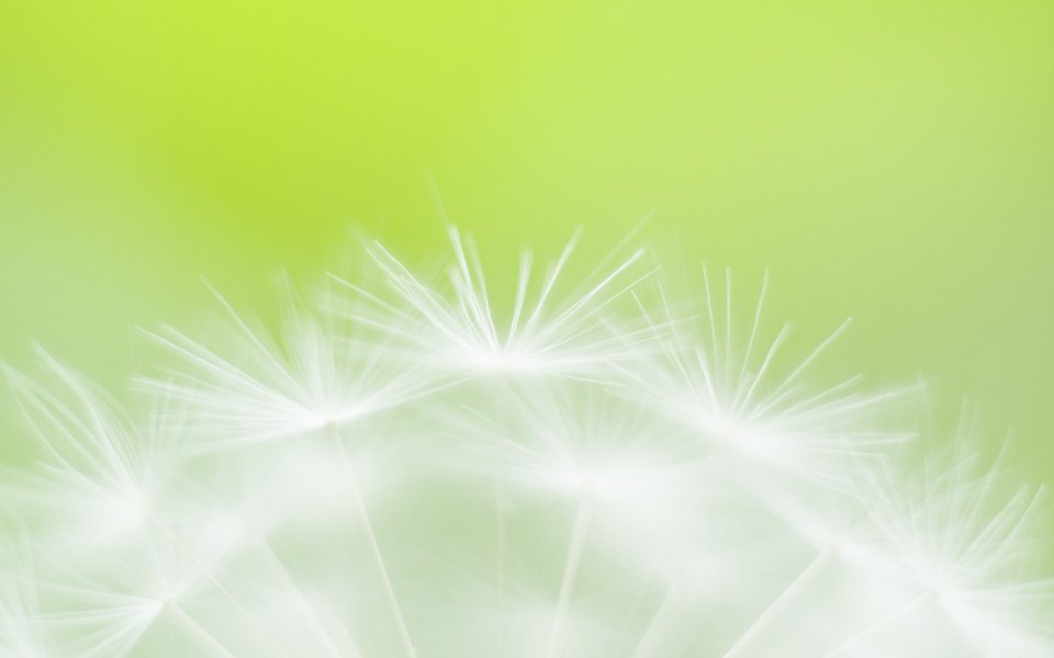 Soft Focus Dandelion White Fluff On Green Background