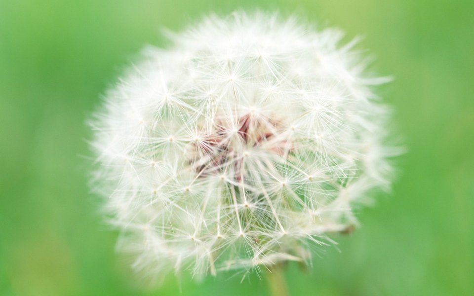 Soft Focus Puffball Dandelion