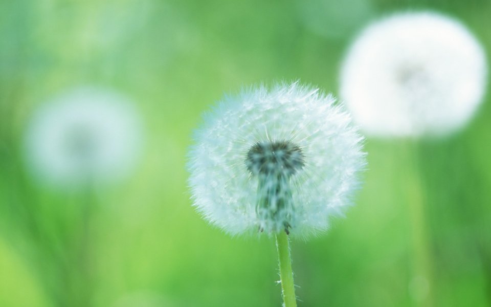 Spring Dandelion Soft Focus
