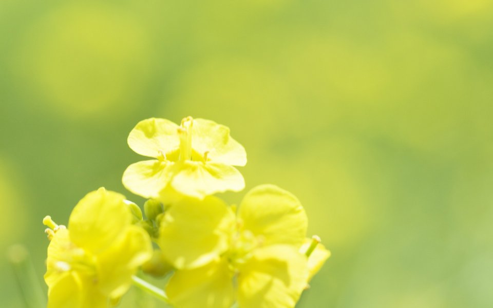 Yellow Cabbage Flowers In Soft Focus