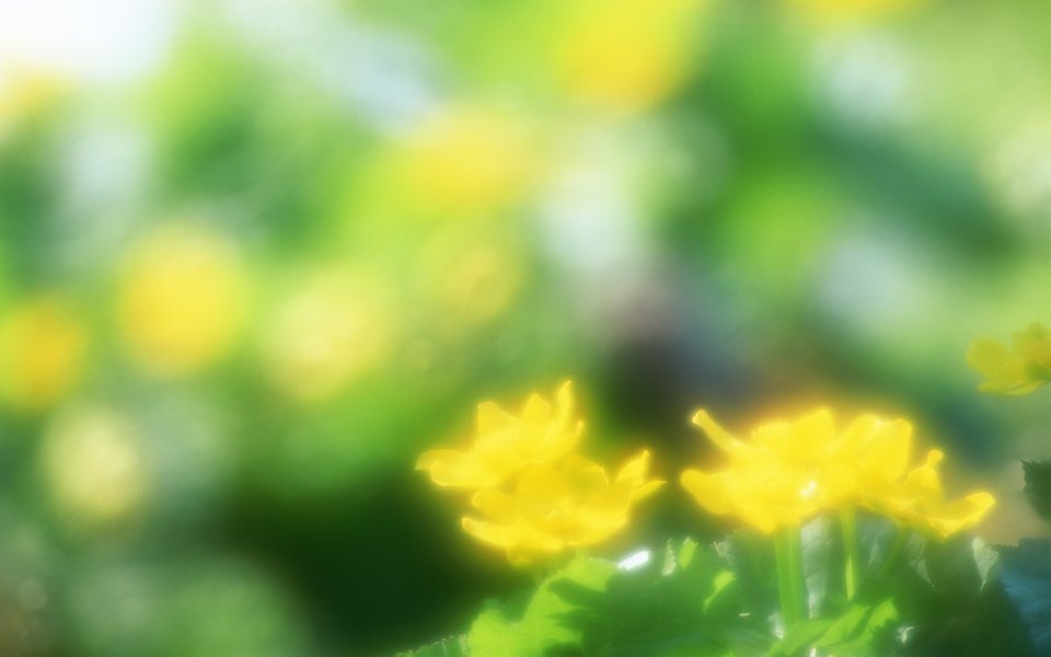Japanese Spring Yellow Flowers Wallpaper