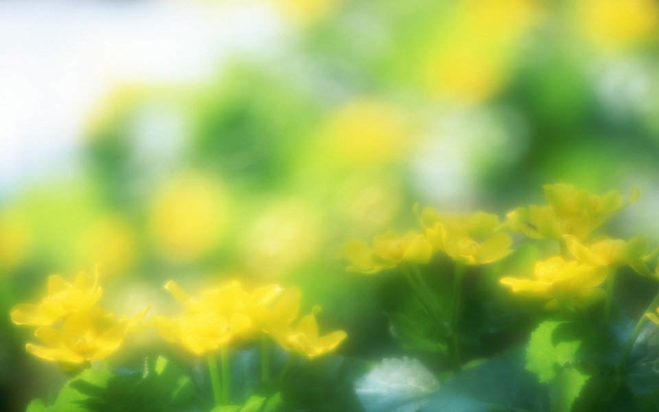 春日黄花微距特写