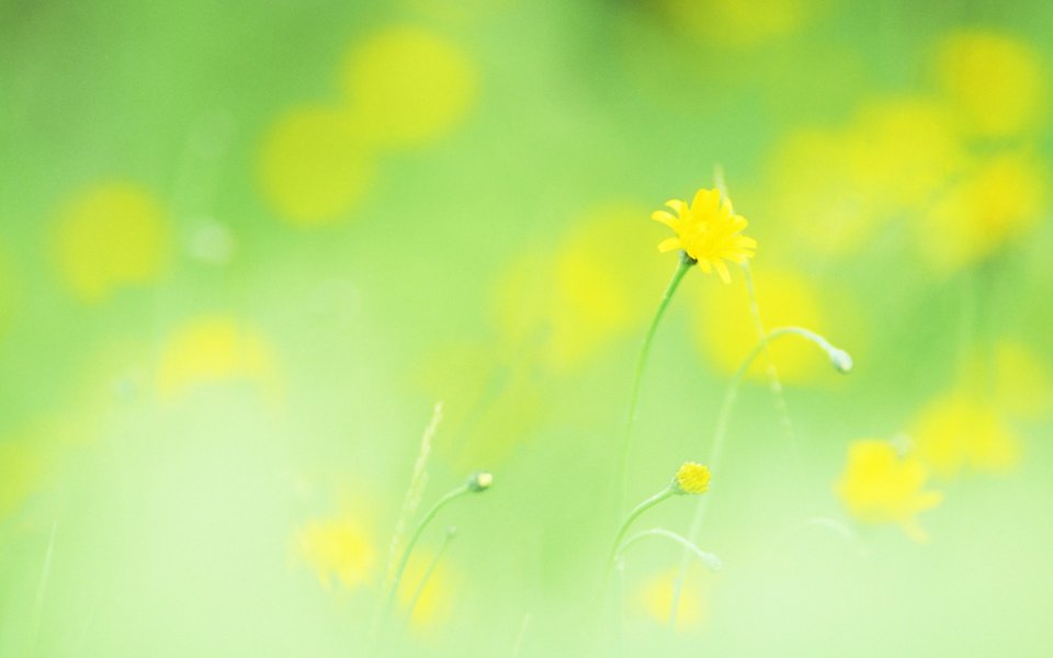 柔焦黄花：春日治愈系自然风光