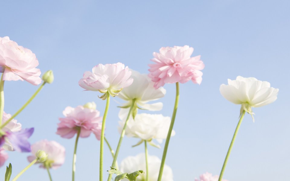 Japanese Spring Ranunculus Pink White Blooms