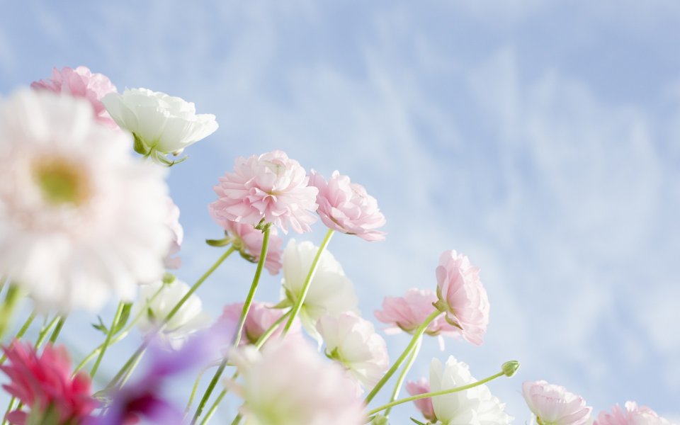 Spring Sweet Sakura Wallpaper