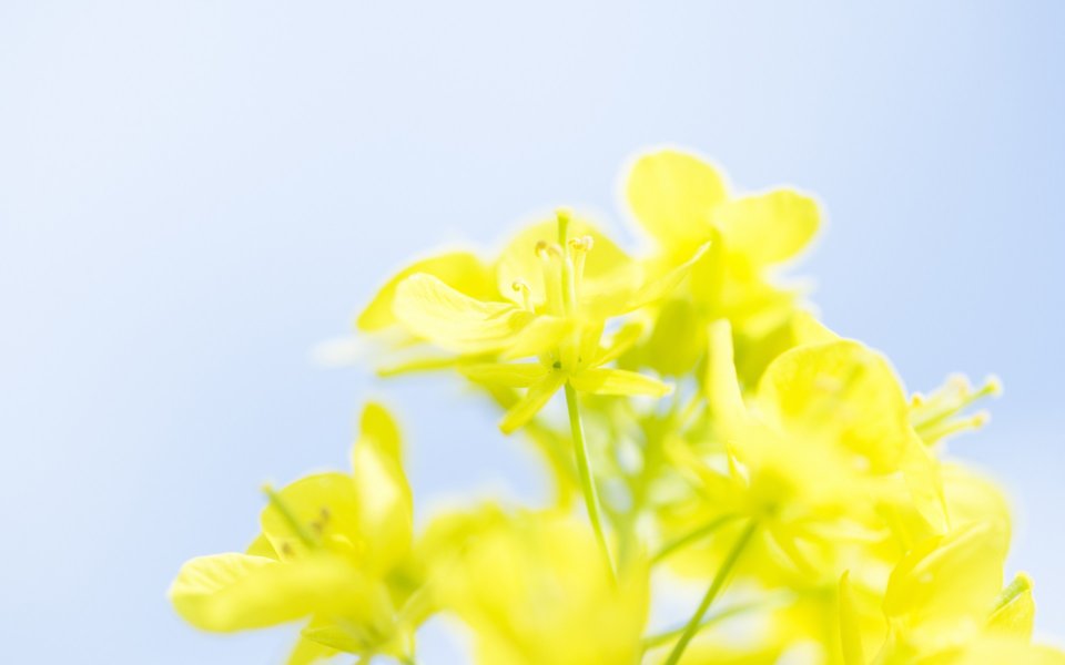 柔焦黄花春日美景