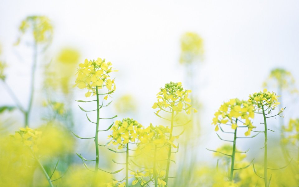 Soft Focus Oilseed Rapeseed Field Spring Countryside