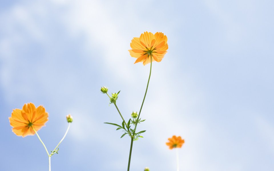 Soft Focus Orange Flowers Bright Sky