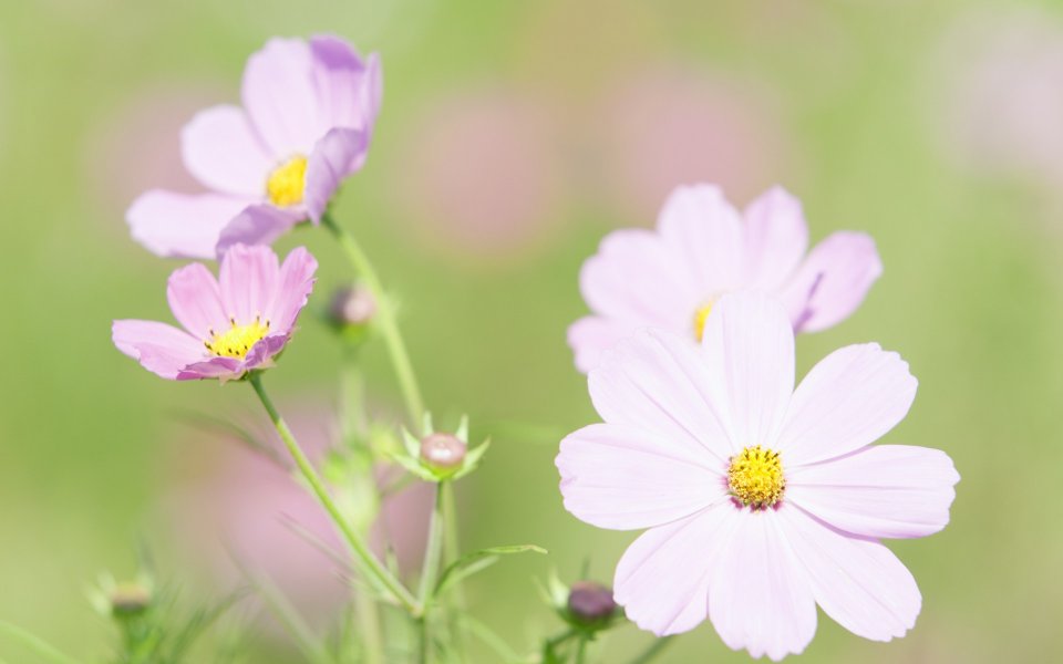 柔焦粉色波斯菊「Soft Focus Pink Cosmos」
