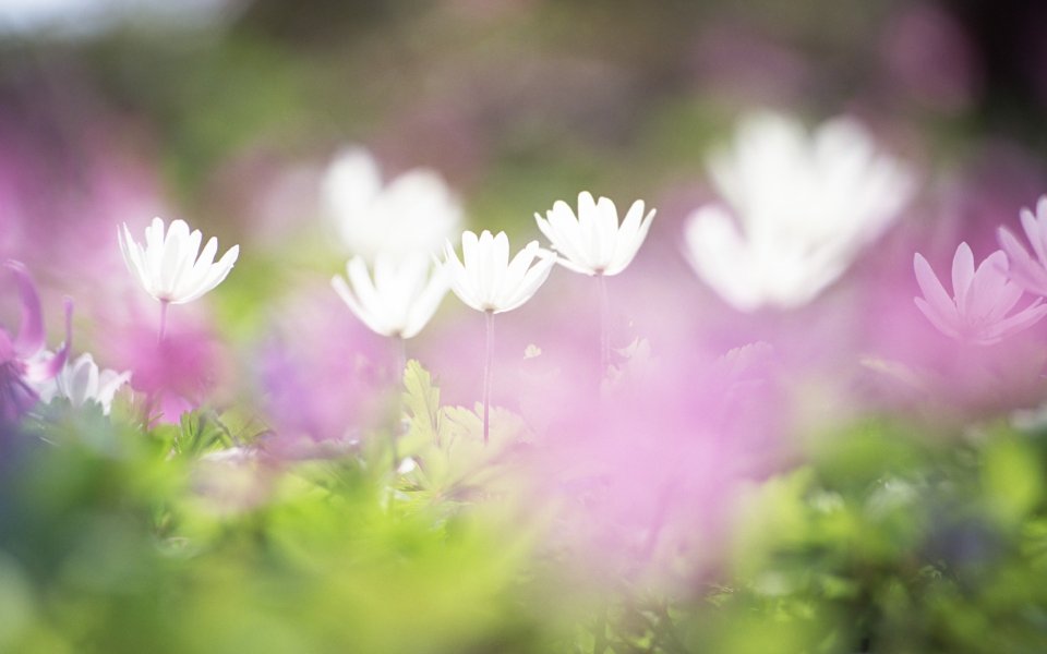Soft Focus White Purple Flower Bouquet