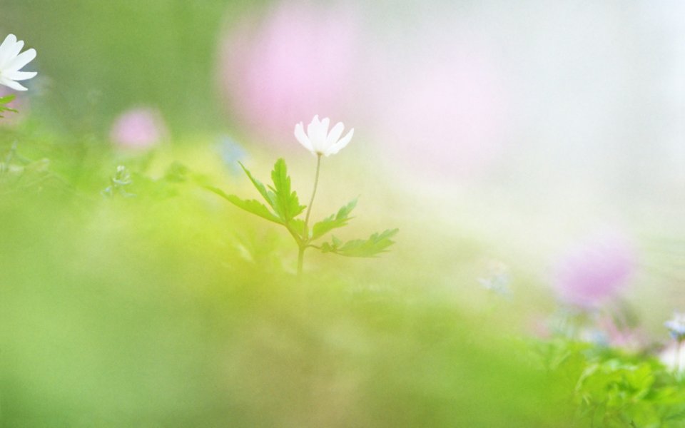 柔光下的白色小花：春日治愈系自然壁纸