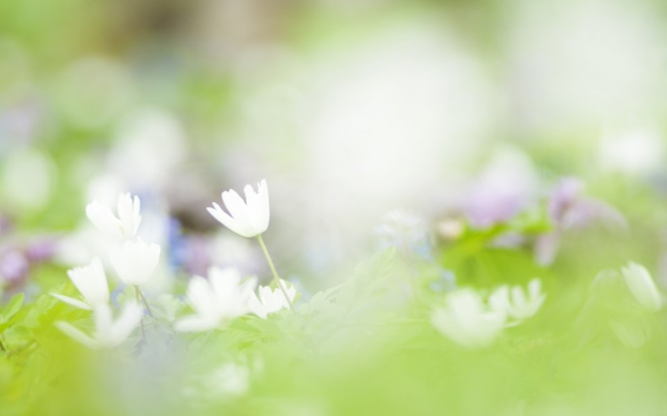 春日白花微距：柔光治愈系壁纸