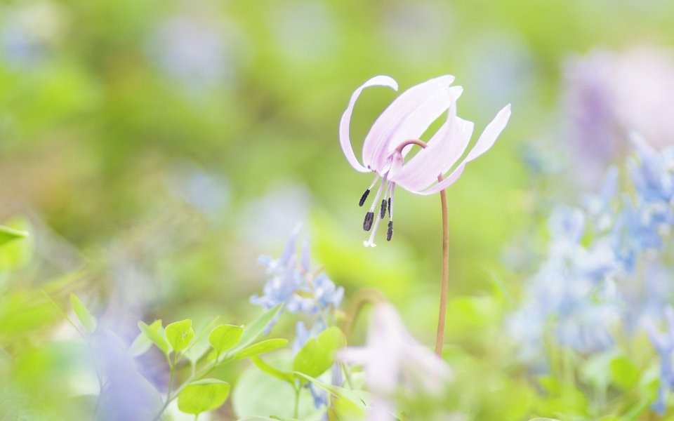 粉色花朵与蓝铃花的梦幻春日