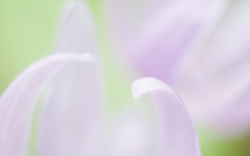 Soft Focus Purple Lily Micro Beauty