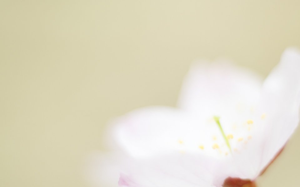 Soft Focus Pink Sakura Special