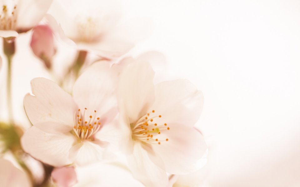 Soft Focus Sakura Romantic Calmness