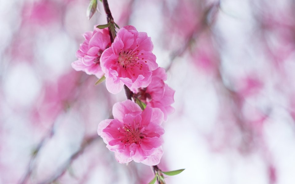 柔焦粉色桃花「春日浪漫」