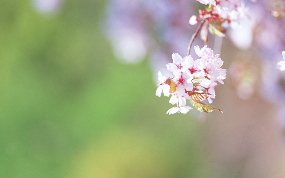 Japanese Sakura And Butterfly Spring Scene