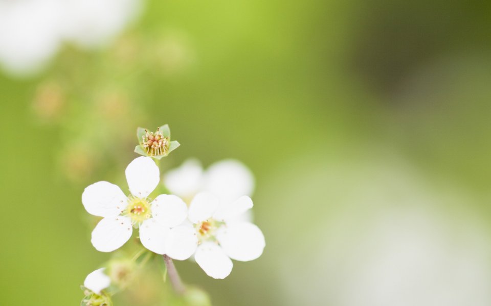 White Flower Macro Shot Nature Wallpaper