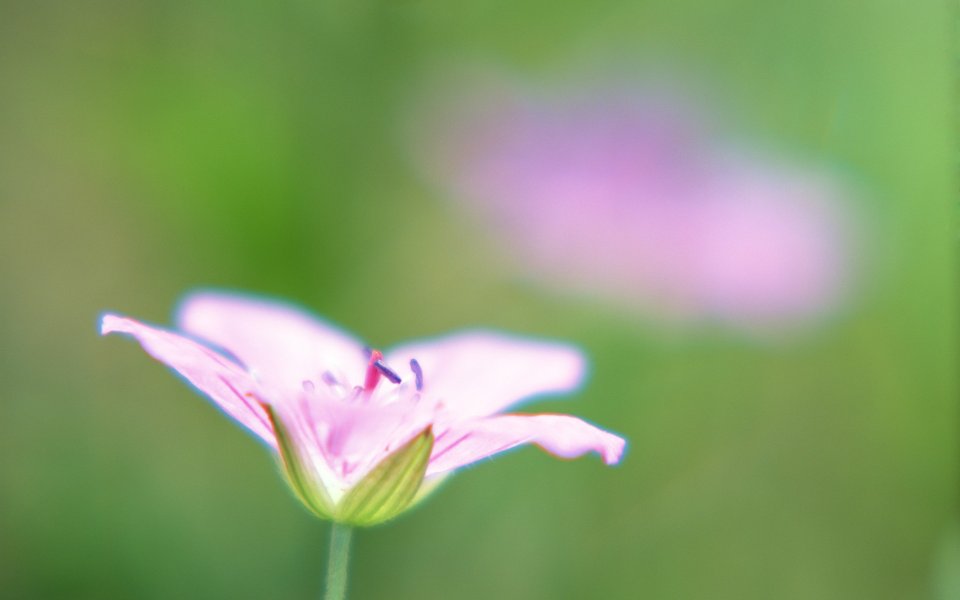 柔焦粉色花朵：春日治愈系微观摄影