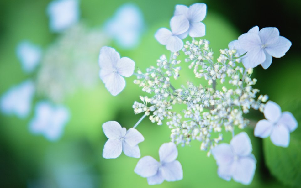 Soft Focus Purple Hydrangea Nature Calm