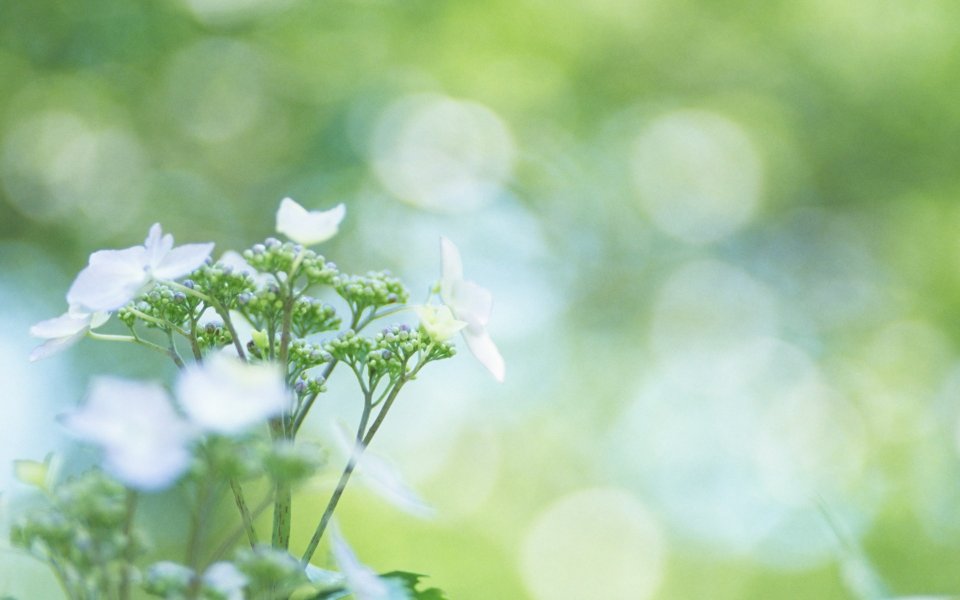 日本春日绣球花·柔美虚化风景