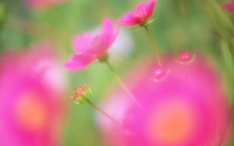 柔焦粉色波斯菊：浪漫治愈的自然之美