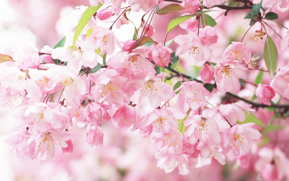 日本樱花柔焦浪漫壁纸