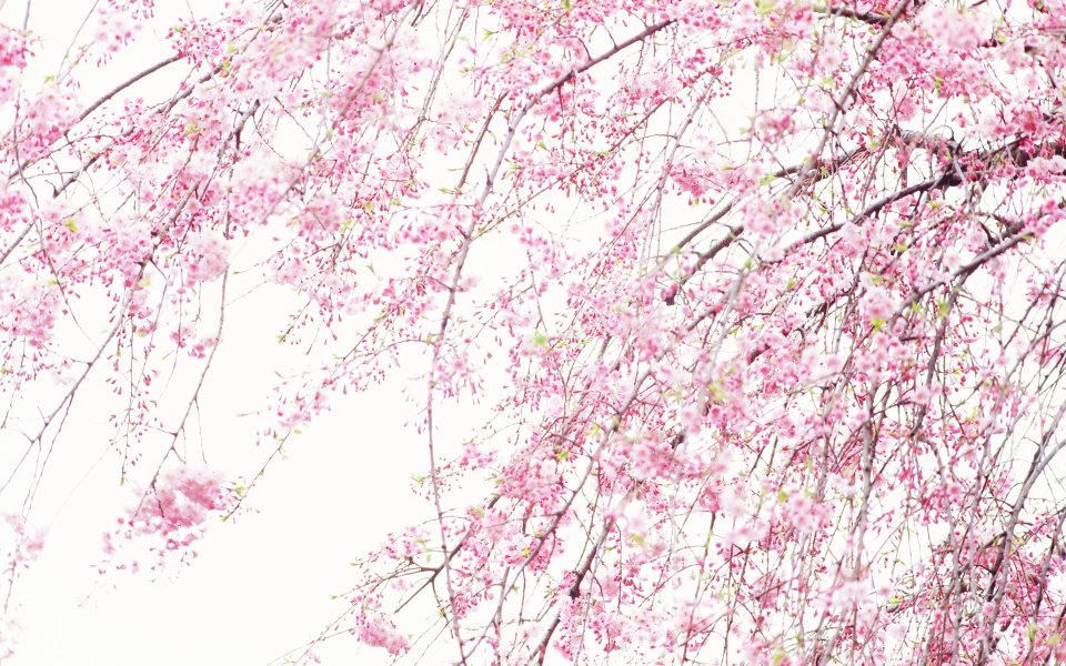 日本春天的柔焦垂枝樱花