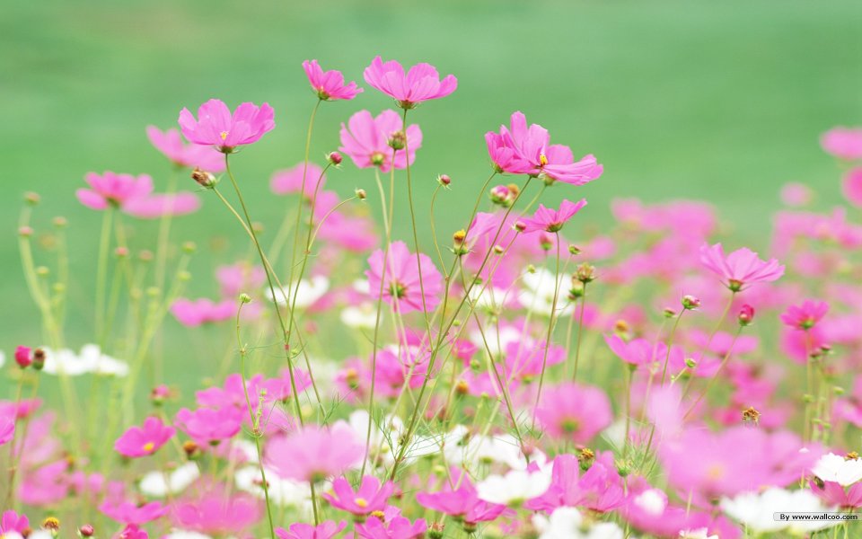 Pink Cosmos Field Nature Wallpaper