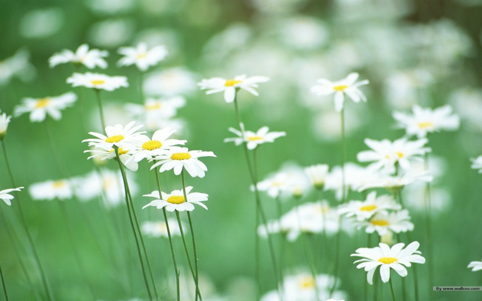 White Daisy Spring Macro