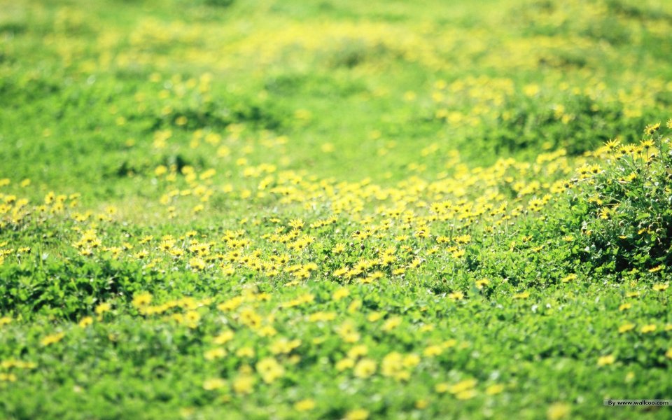 Japanese Spring Yellow Flower Field