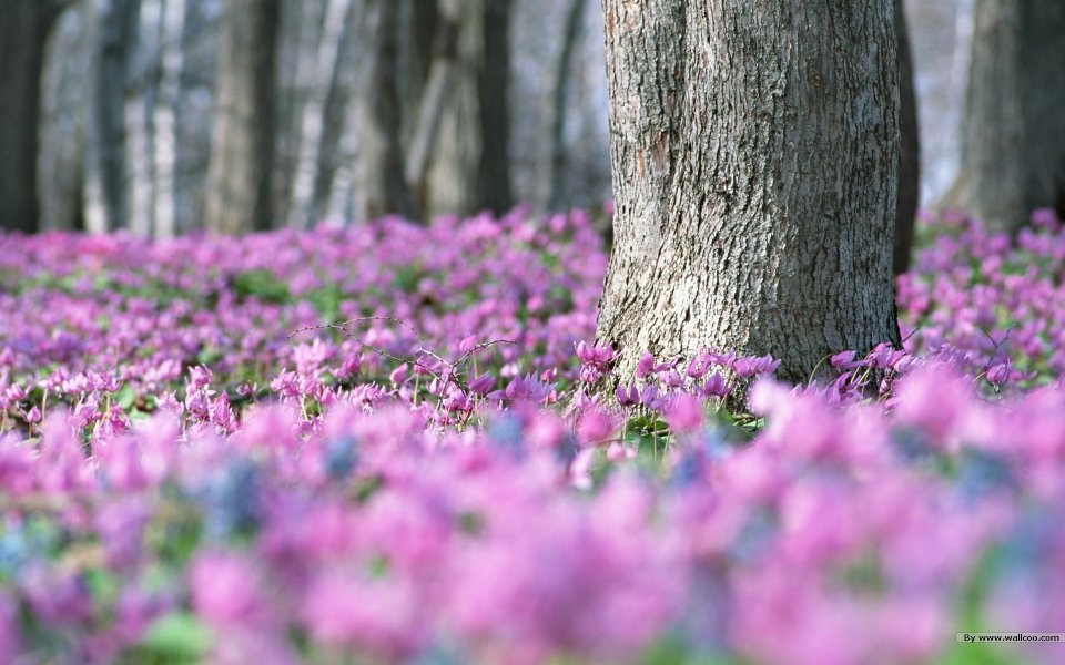 Japanese Forest Purple Flower Sea Spring Mystery