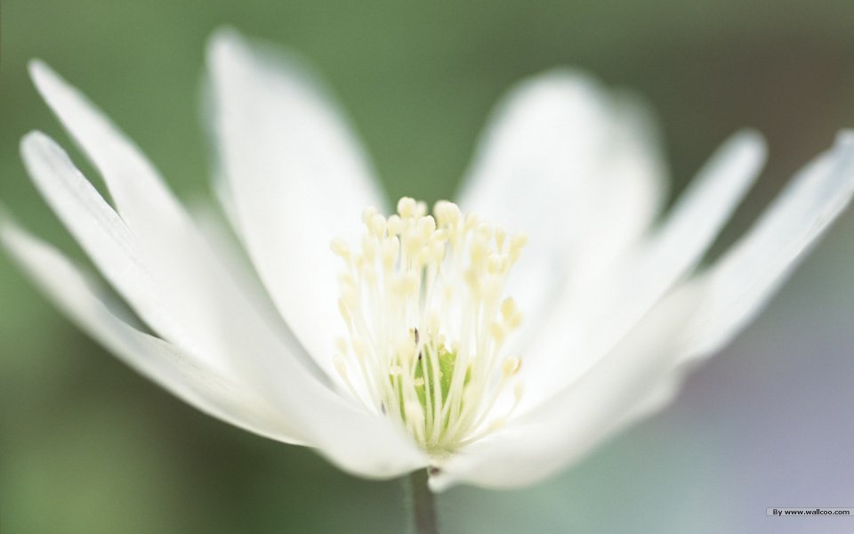 白色银莲花特写：自然的细腻之美