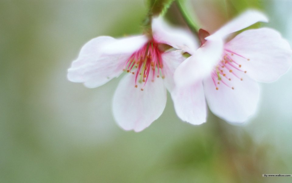 日本樱花特写：粉色花瓣与细腻花蕊的春天画卷
