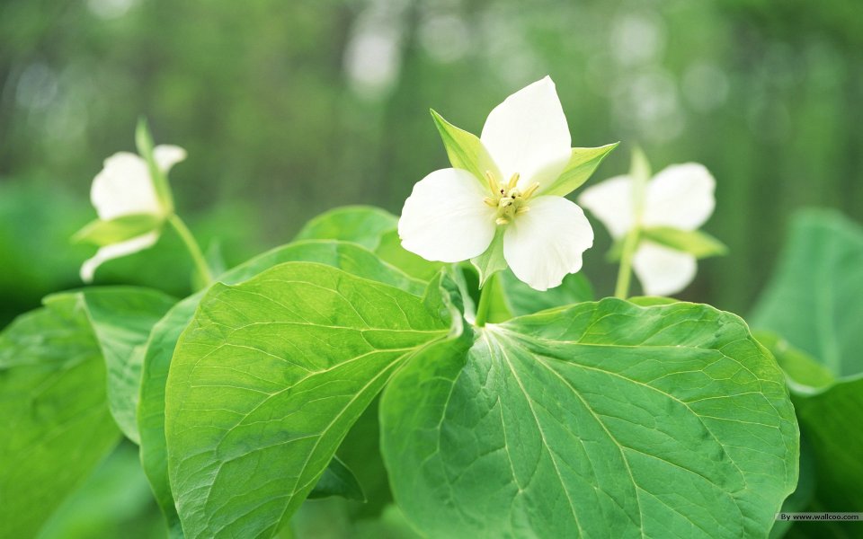 White Trillium Flower Nature Snapshot