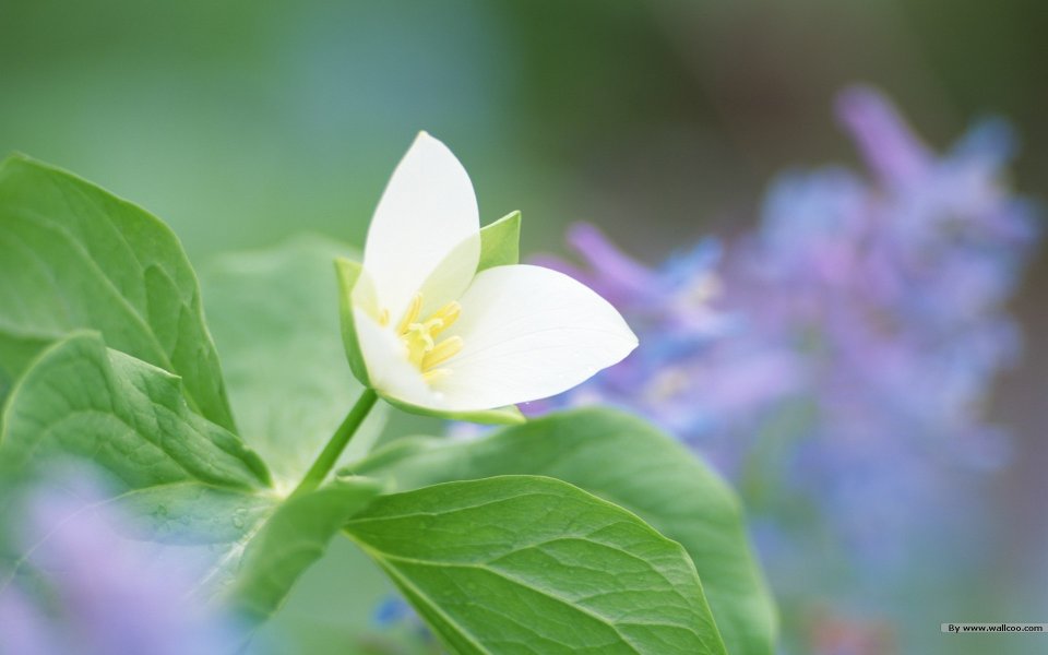 White Trillium Flower Nature Snapshot