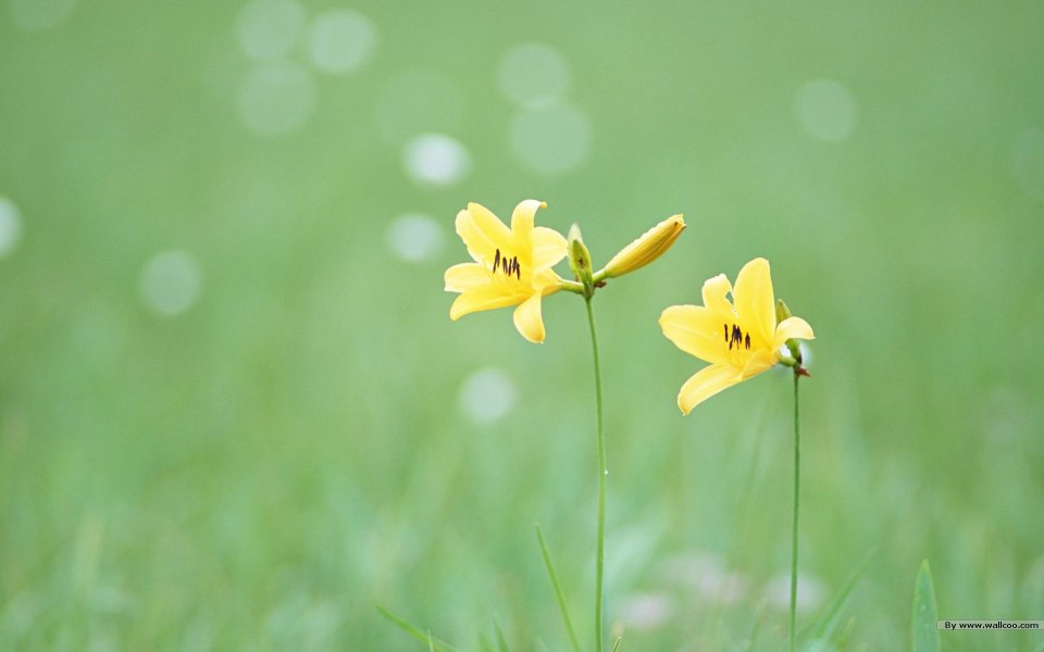 Sweet Wildflower Yellow Flower