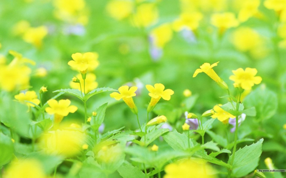 Spring Yellow Flower Wildscape