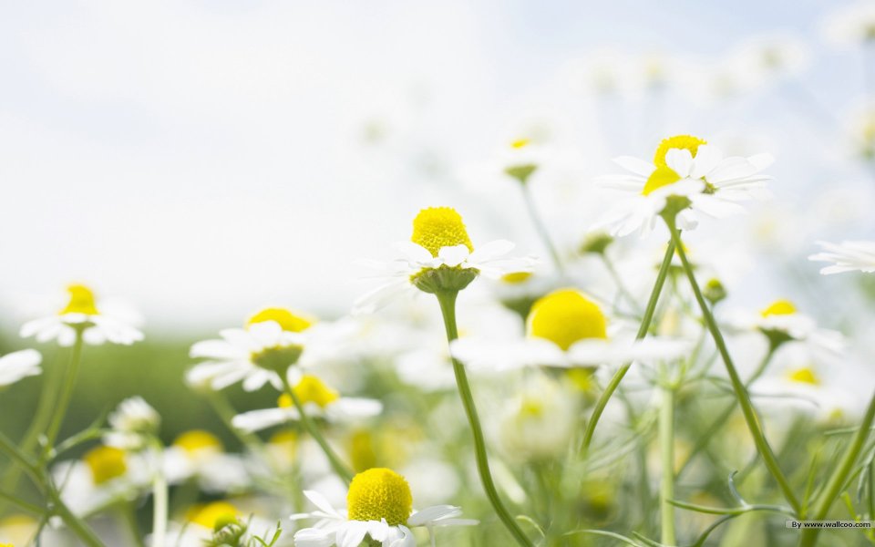 日本风格雏菊花丛：春日治愈系自然美景