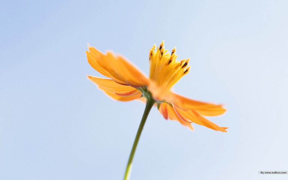 Orange Flower In Clear Sky Minimalist Wallpaper