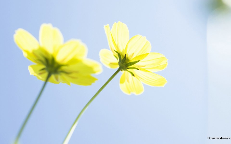 Yellow Cosmos In Bright Blue Sky